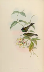 Heliodoxa otero = Heliodoxa leadbeateri